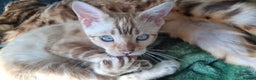 Bengal cats for stud: GANDALF Snow Mink Blue Carrier Russia Lines in Gateshead - Advert 4
