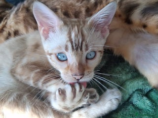 Bengal cats in Gateshead - Advert 31