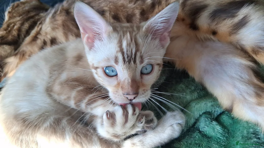 Bengal cats for stud: GANDALF Snow Mink Blue Carrier Russia Lines in Gateshead - Advert 5
