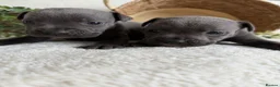 Staffordshire Bull Terrier dogs for sale: STUNNING BLUE KC STAFFORDSHIRE BULL TERRIERS  - Advert 11