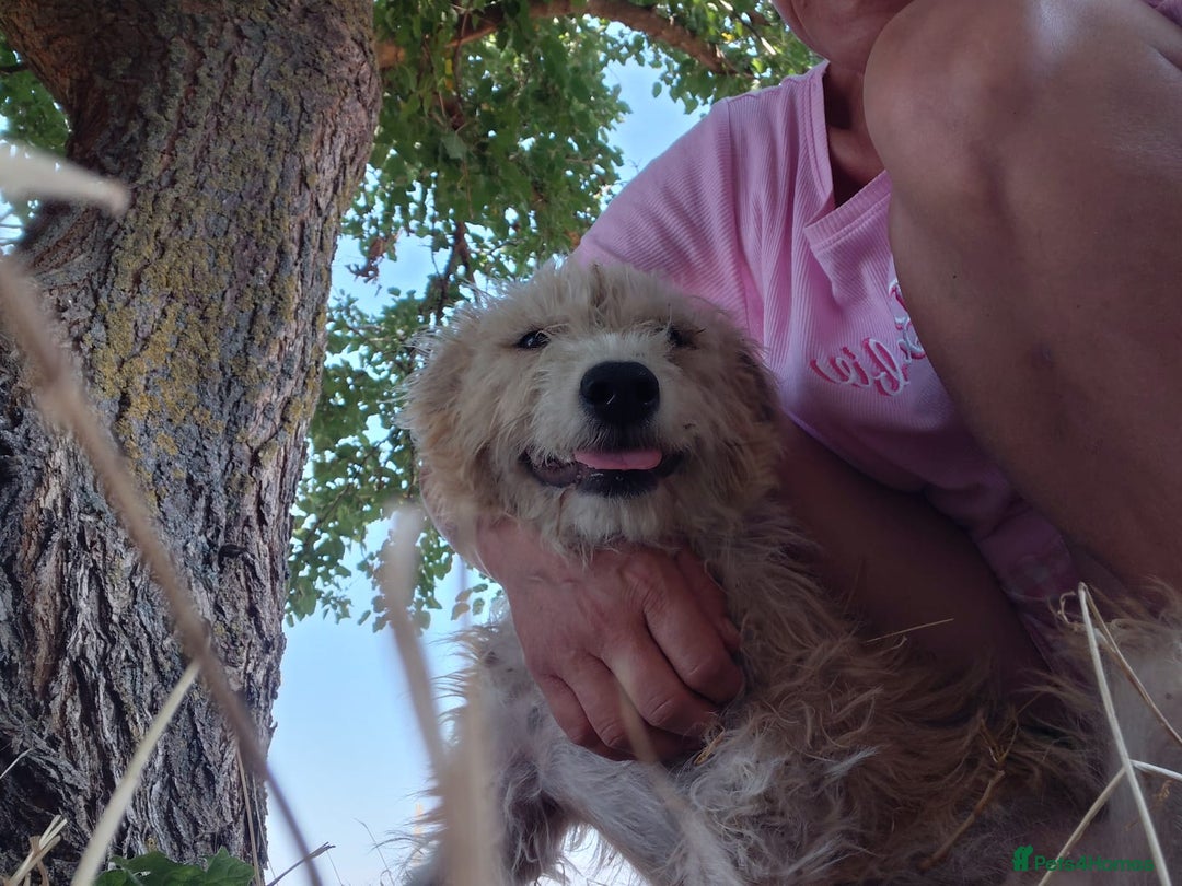 Mixed Breed dogs for adoption: A Gentle & Beautiful Girl - for a Loving Home - Image 9