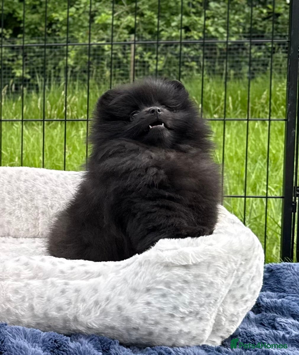 Pomeranian dogs for sale:  Rare colour Russian line Teddy Bear Pom Puppies ✨ - Advert 17