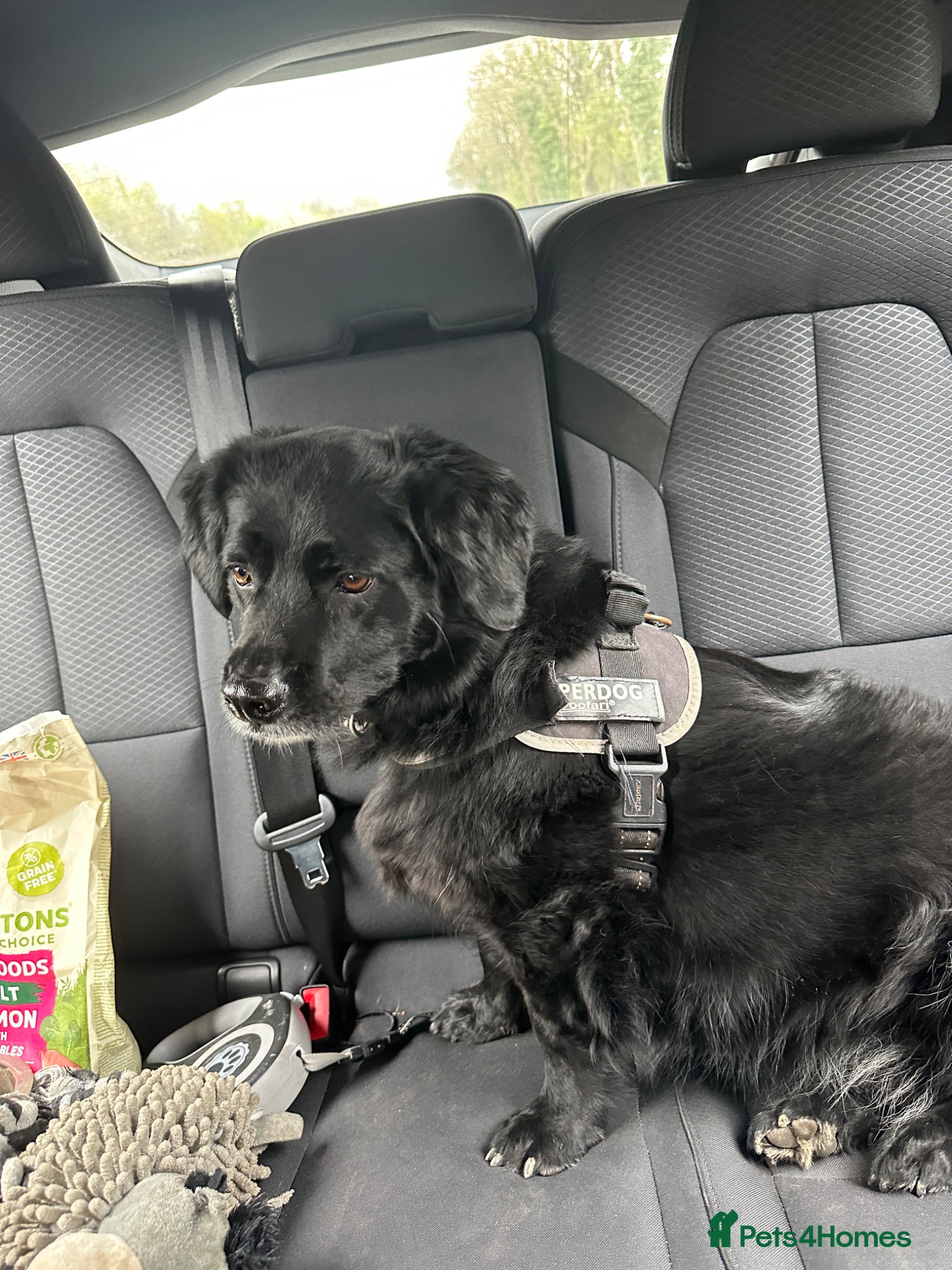 Mixed Breed dogs Meet Nero your new furry best friend - Advert 6