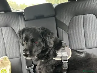 Mixed Breed dogs Meet Nero your new furry best friend - Advert 1