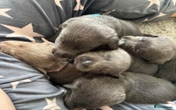 Labrador Retriever dogs for sale: Stunning Charcoal Labrador puppies - Image 1