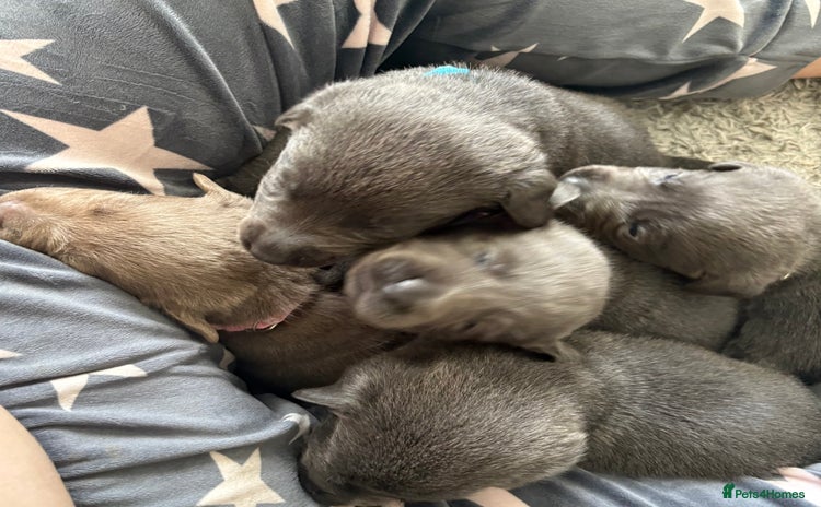 Labrador Retriever dogs - Advert 2