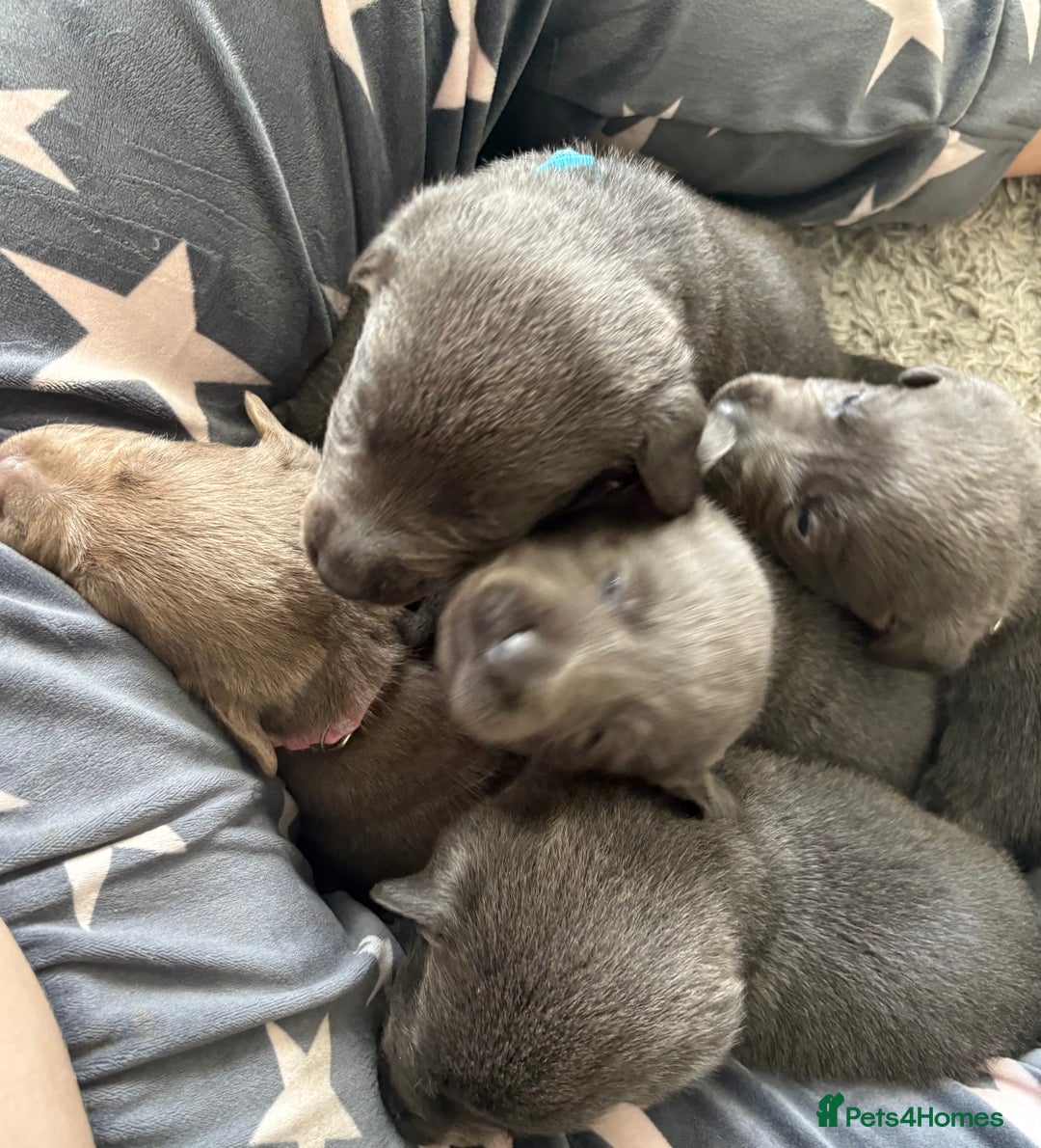 Labrador Retriever dogs for sale: Stunning Charcoal Labrador puppies - Image 1