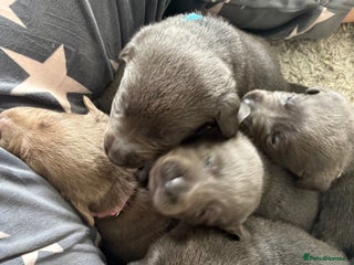 Labrador Retriever dogs - Advert 7