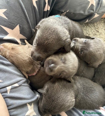 Labrador Retriever dogs - Advert 2