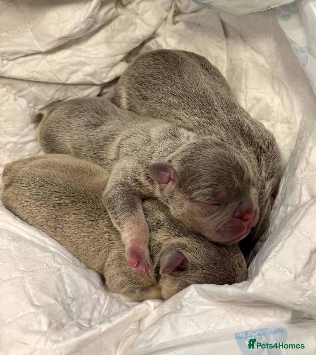 French Bulldog dogs for sale: 3 gorgeous grey French Bulldogs for sale - Image 2