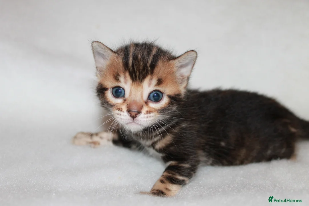 Bengal cats for sale: TICA BENGAL KITTENS FOR SALE - READY 23/04/26 - Advert 9