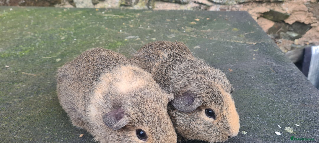 Guinea Pig rodents for sale: Pair of female guinea pigs  - Advert 1