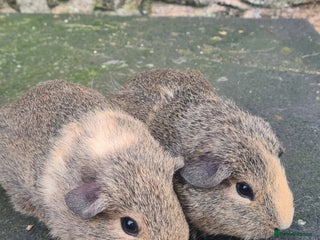 Guinea Pig rodents Pair of female guinea pigs - Advert 1