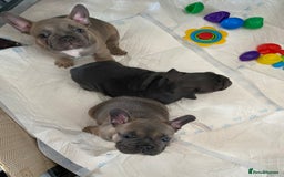 French Bulldog dogs for sale: Beautiful French Bulldogs Puppies for Sale  - Image 23