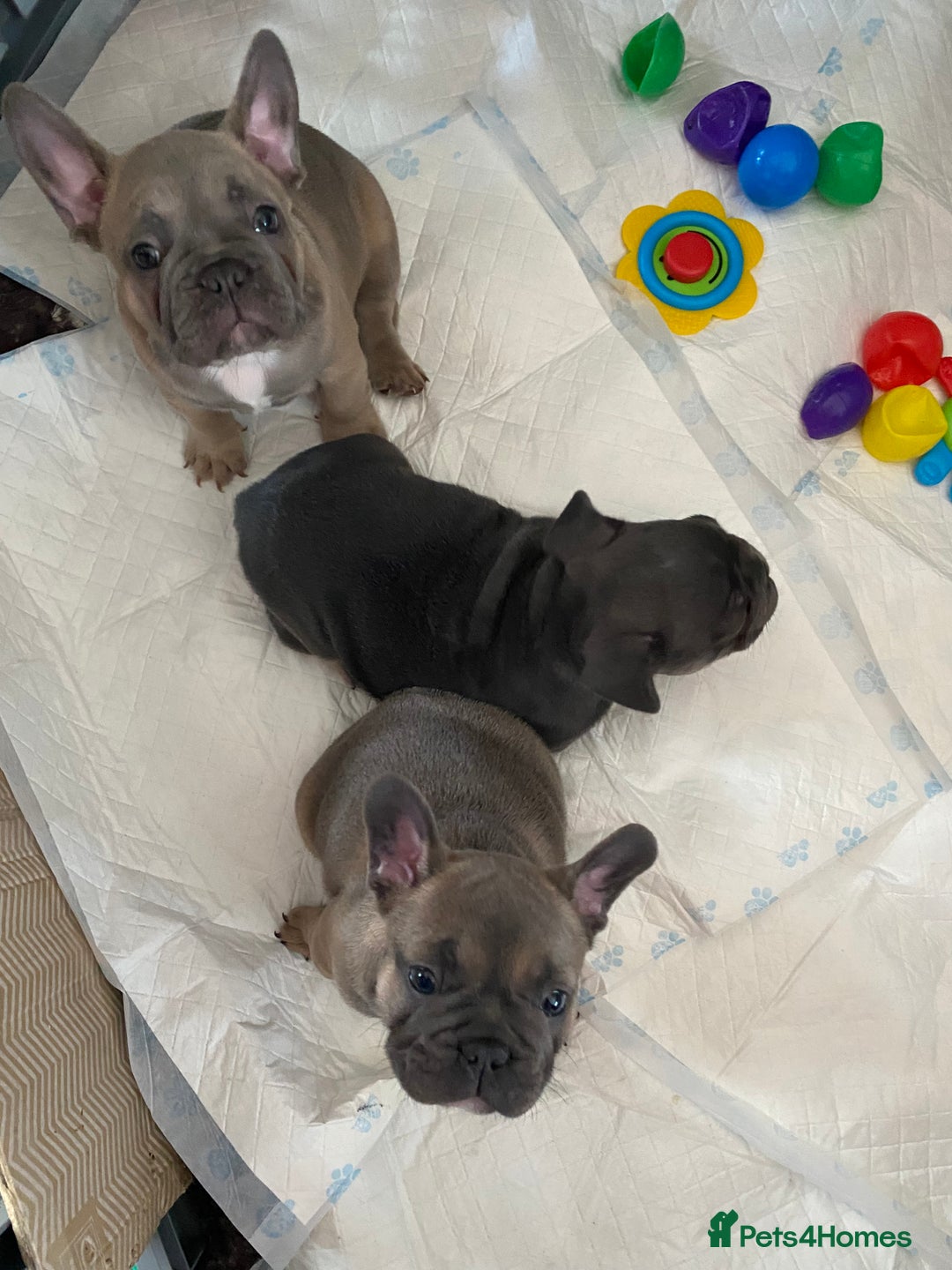 French Bulldog dogs for sale: Beautiful French Bulldogs Puppies for Sale  - Image 23