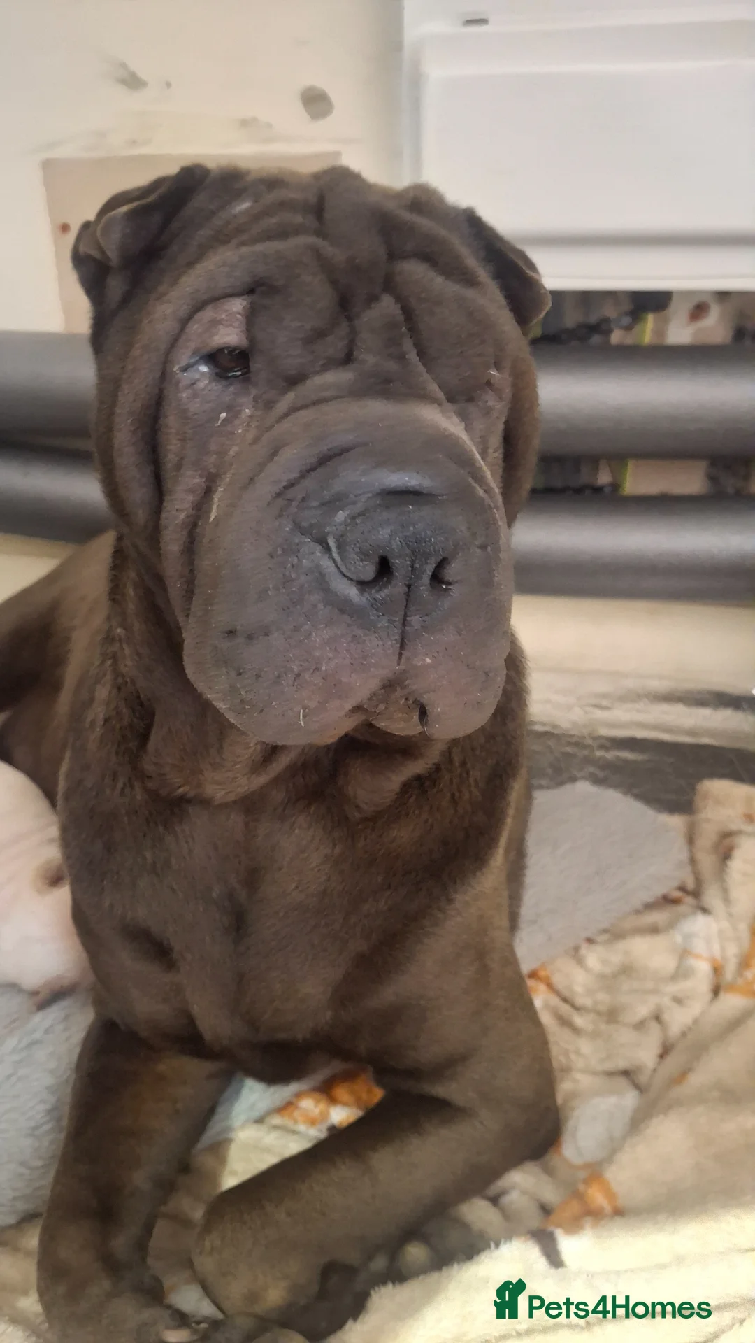 Shar Pei dogs for sale: 5 sharpei pups. Mixture of colours and coats - Advert 28