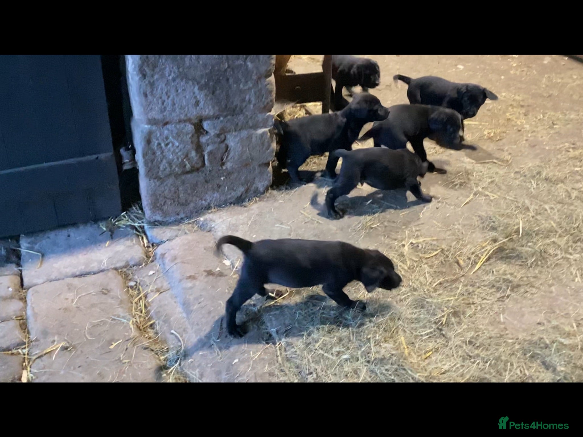 Labrador Retriever dogs Gorgeous Black family/Working Labrador Pups - Advert 1