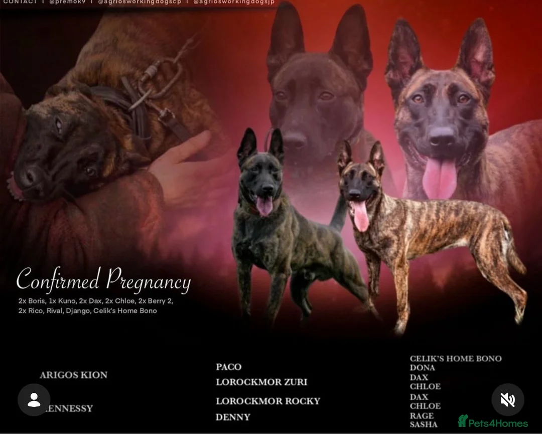 Belgian Shepherd Dog dogs for sale: Dutch Shepherd knpv - Advert 1