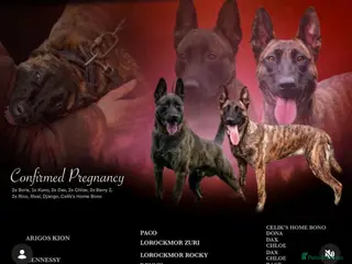 Belgian Shepherd Dog dogs Dutch Shepherd knpv - Advert 7