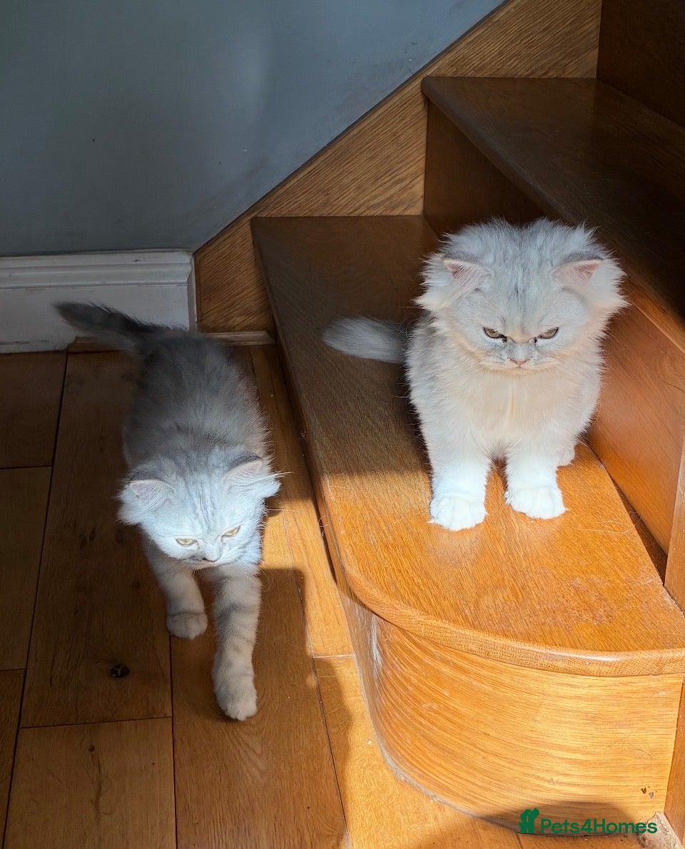 Persian cats Two Persian chinchillas pedigree - Advert 2