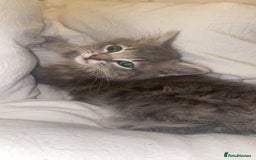 British Longhair cats for sale: Beautiful grey kitten  - Image 8