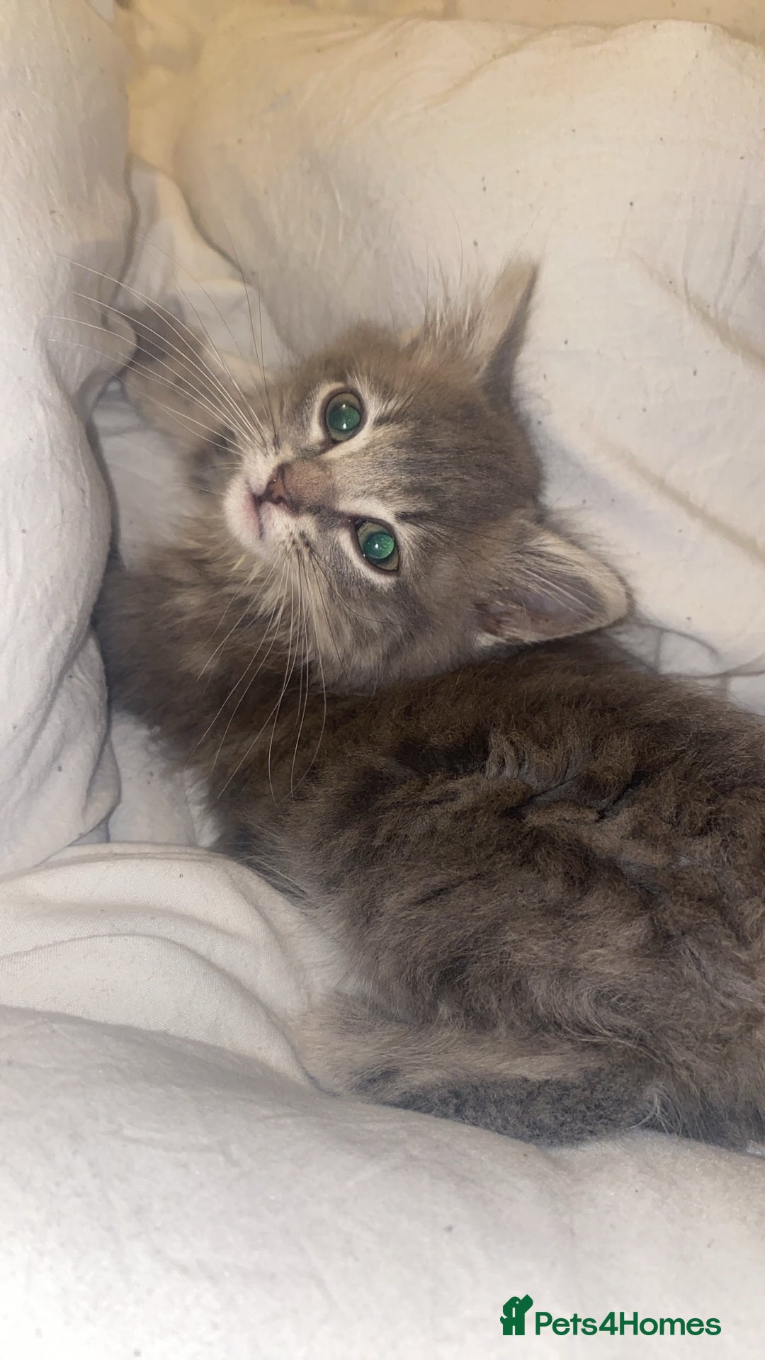 British Longhair cats for sale: Beautiful grey kitten  - Image 8