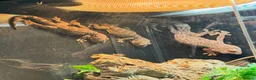 Leopard Gecko reptiles for sale: Available Rescue Looking for Their Forever Homes - Advert 14