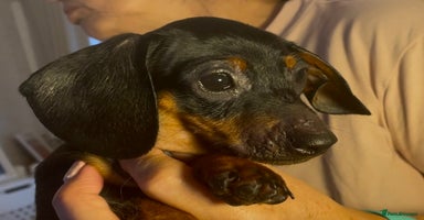 Dachshund dogs - Advert 7