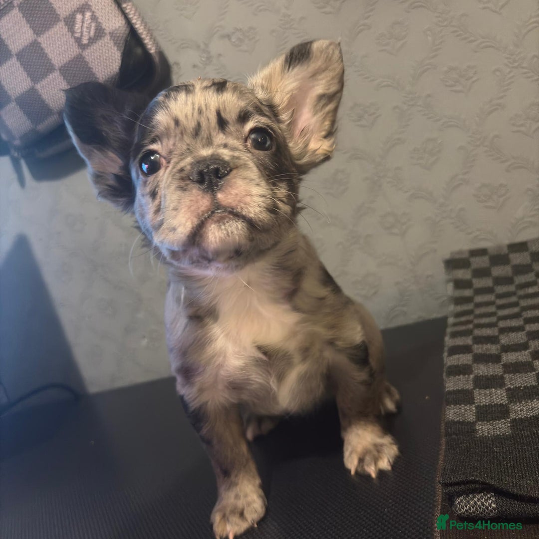 French Bulldog dogs for sale: Fluffy french bulldogs +c2  - Image 39