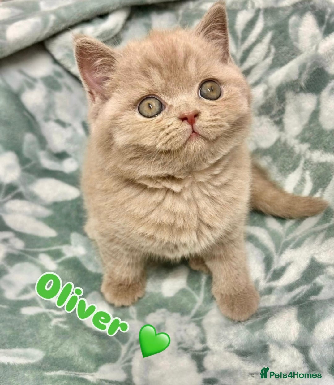 British Shorthair cats for sale: GCCF British Shorthair for Sale - Advert 1