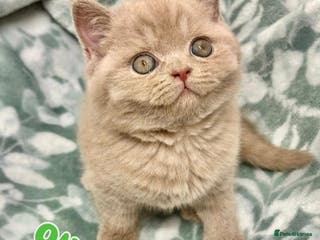British Shorthair cats GCCF British Shorthair for Sale - Advert 5