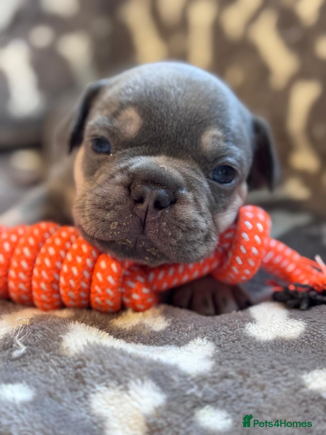 French Bulldog dogs for sale: Adorable French bulldog puppies!!🐶  - Image 18