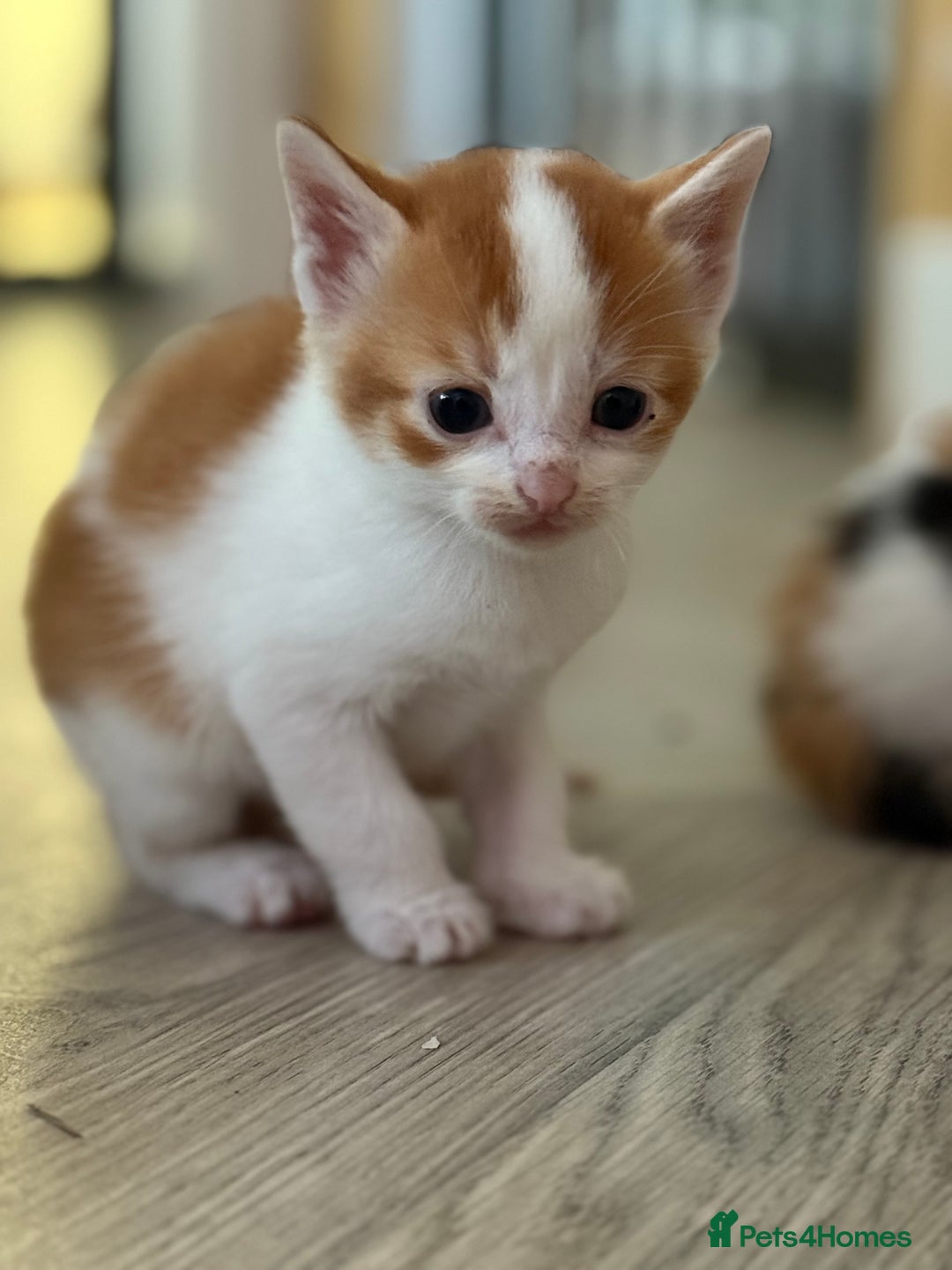 Mixed Breed cats for sale: Beautiful Kittens READY NOW - Image 22