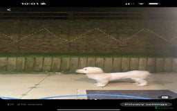Coton De Tulear dogs for sale: Cotonoodle - Image 33
