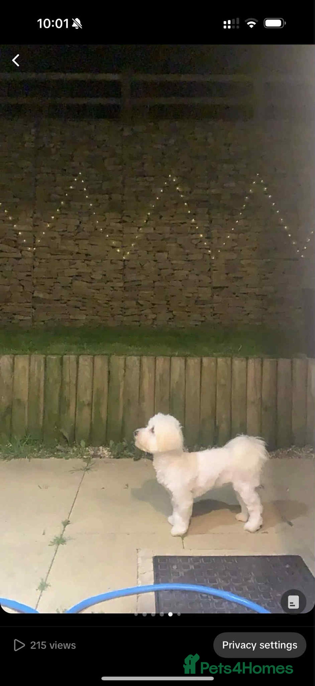 Coton De Tulear dogs for sale: Cotonoodle - Image 33