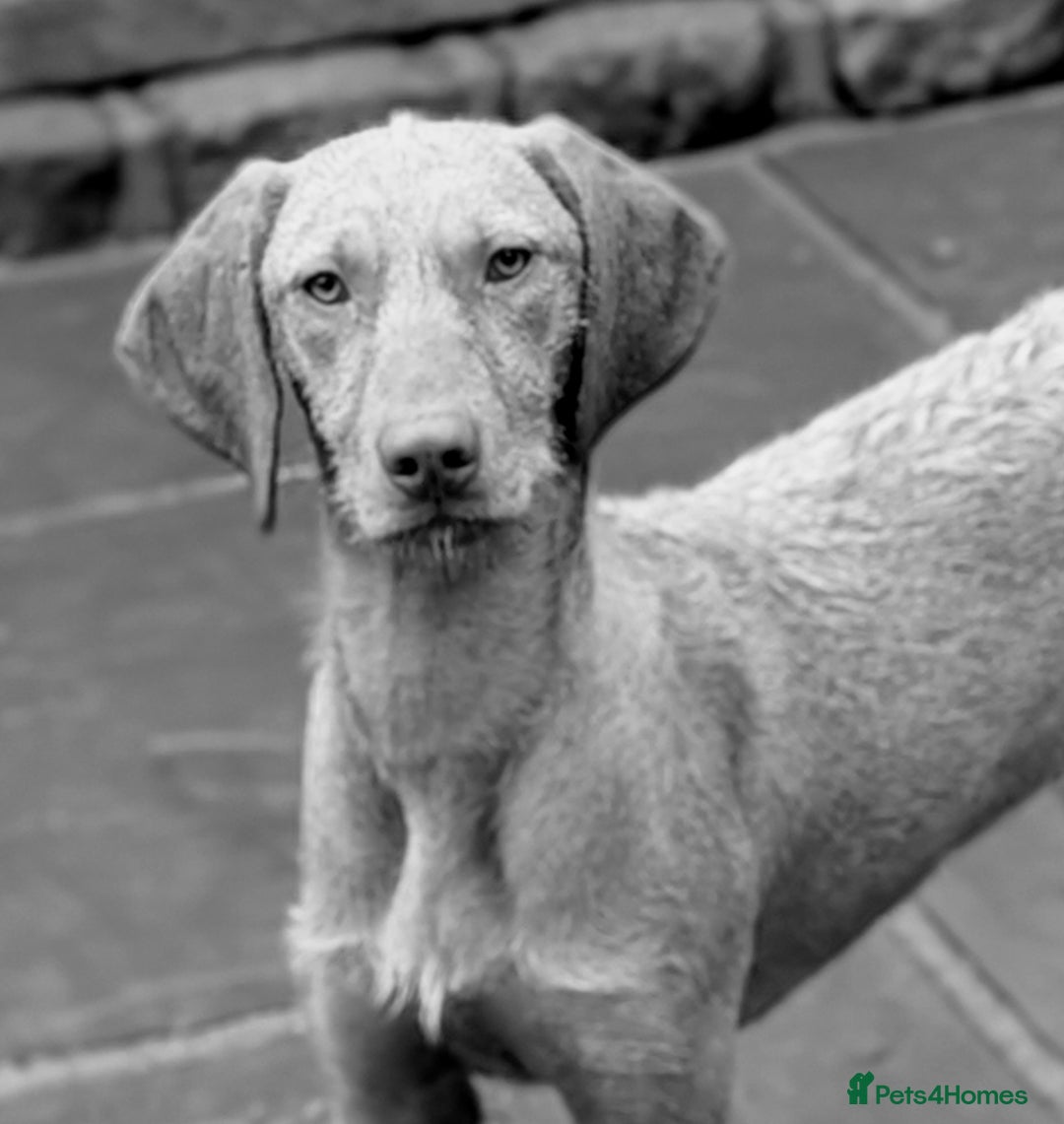 Hungarian Vizsla dogs for sale: Meet My Darling Sofie our Charming Girl  - Image 5