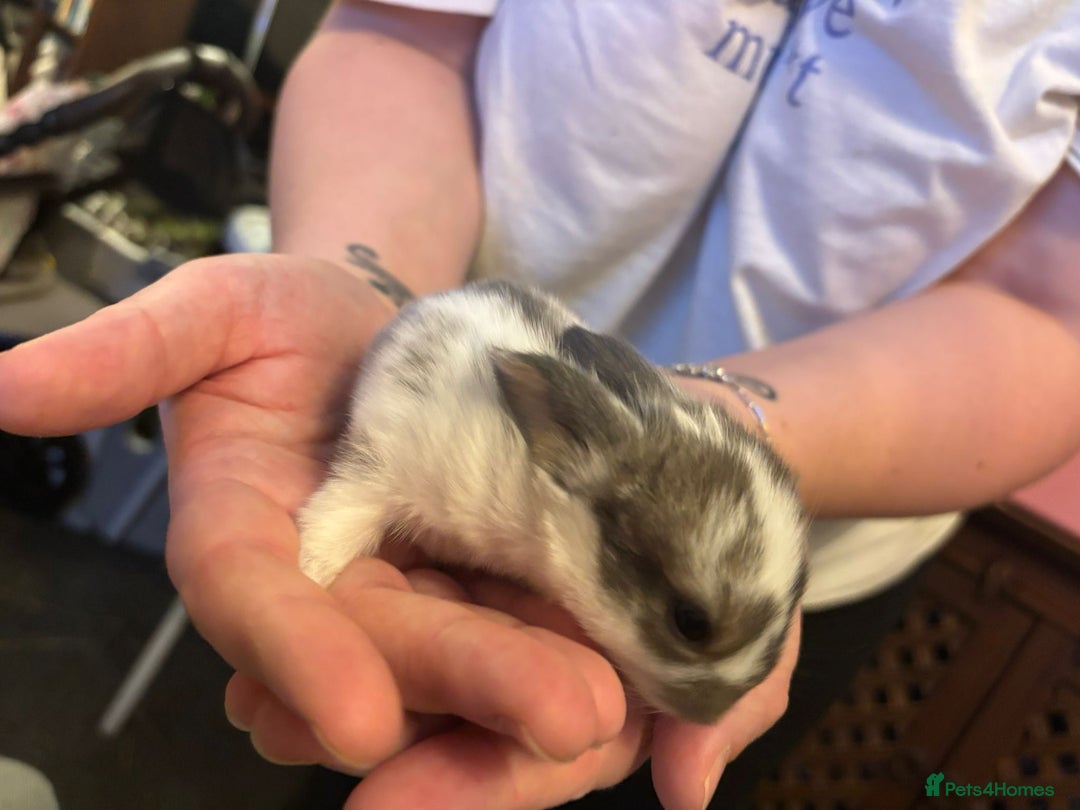 Mini Lop rabbits for sale: Gorgeous mini lop bunnies  - Advert 1