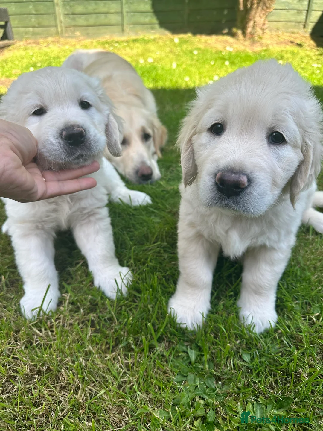 Golden Retriever dogs for sale: February Litter Announcement  - Advert 20