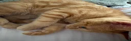 Mixed Breed cats for sale: Two ginger males and one grey female.  in Taunton - Advert 6