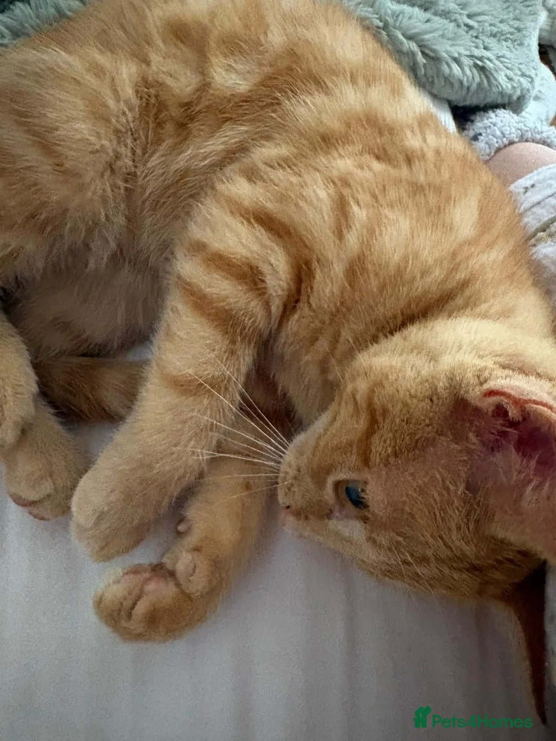 Mixed Breed cats for sale: Two ginger males and one grey female.  in Taunton - Advert 6