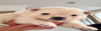 Pomeranian 2