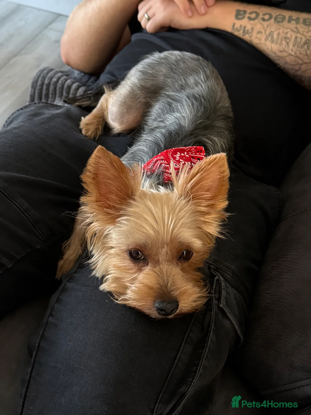 Gallery Image {{count}}