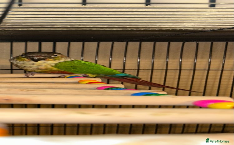 Budgerigars birds - Advert 1