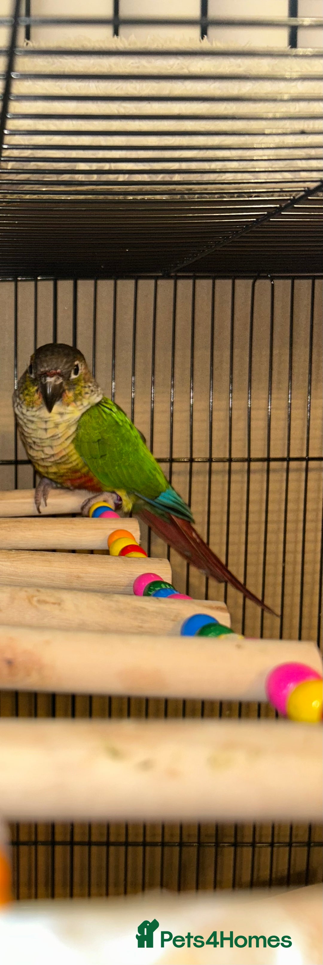Budgerigars birds for sale: Beautiful Green cheek conure for sale!!  - Image 2