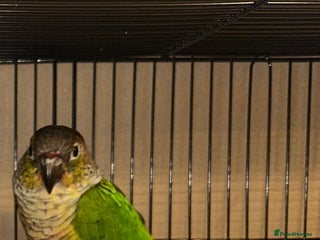 Budgerigars birds - Advert 2