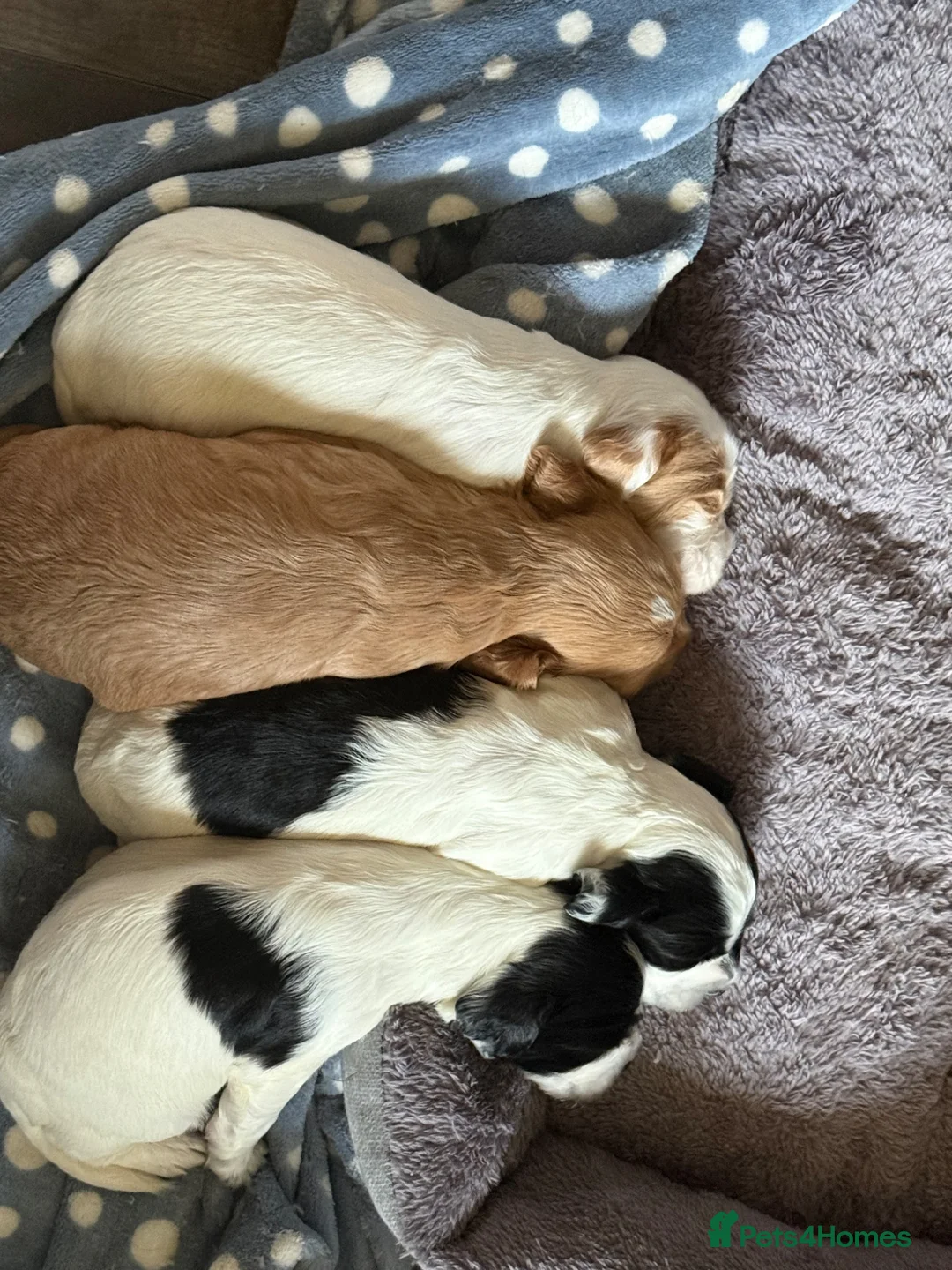 Sprocker dogs for sale: Sproker puppies in Bonnybridge - Advert 25