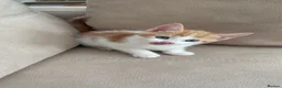 Mixed Breed cats for sale: 4 adorable kittens available  - Advert 15