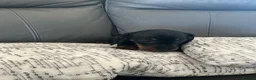 Miniature Dachshund dogs for sale: Miniature dachshund pups.KC reg&council licensed - Advert 5