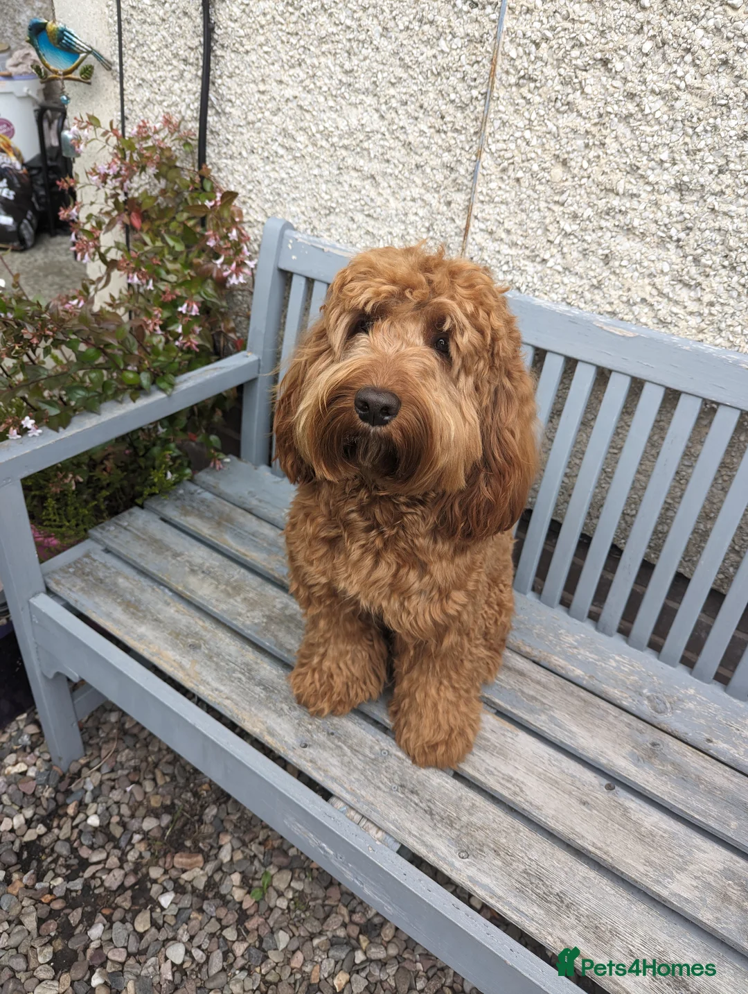 Cockapoo dogs for stud: 100% Proven F1 Fox Red Cockapoo, Stud only in Kirkcaldy - Advert 9