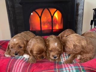 Cavapoo dogs Stunning cavapoo puppy 🐶 - Advert 18